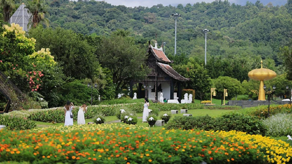 ความสุขบานสะพรั่งที่ 'อุทยานหลวงราชพฤกษ์' ชมดอนญ่าควีนสิริกิติ์