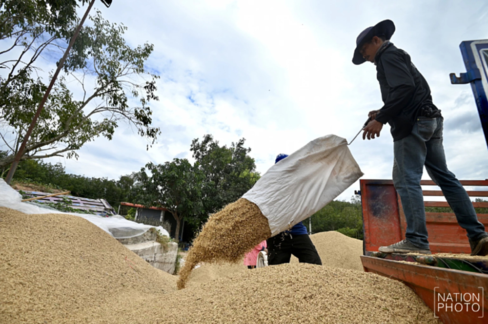 ข้าวหอมมะลิสุรินทร์ พุ่งตันละ 13,000 บาท ชาวนาเร่งขาย หวั่นกระทบชายแดน