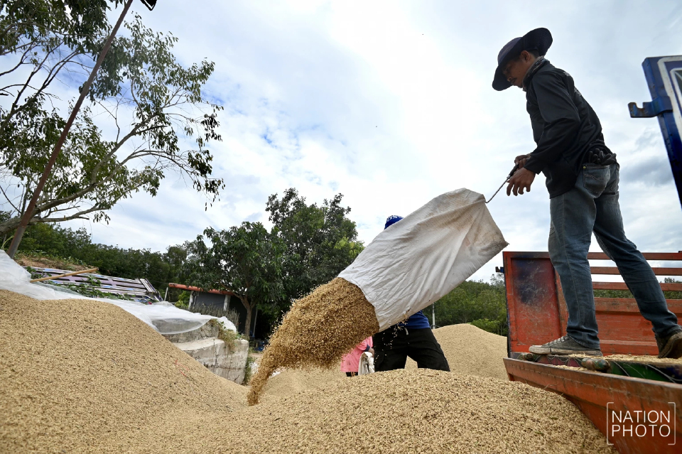 ข้าวหอมมะลิสุรินทร์ พุ่งตันละ 13,000 บาท ชาวนาเร่งขาย หวั่นกระทบชายแดน