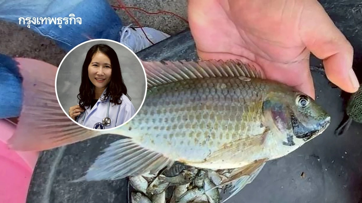 ถึงเวลาหาทางออกอย่างรอบคอบ ปลาหมอคางดำ เป็นอาหารได้ไม่มีพิษ