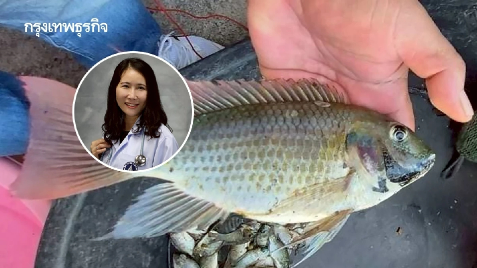 ถึงเวลาหาทางออกอย่างรอบคอบ ปลาหมอคางดำ เป็นอาหารได้ไม่มีพิษ