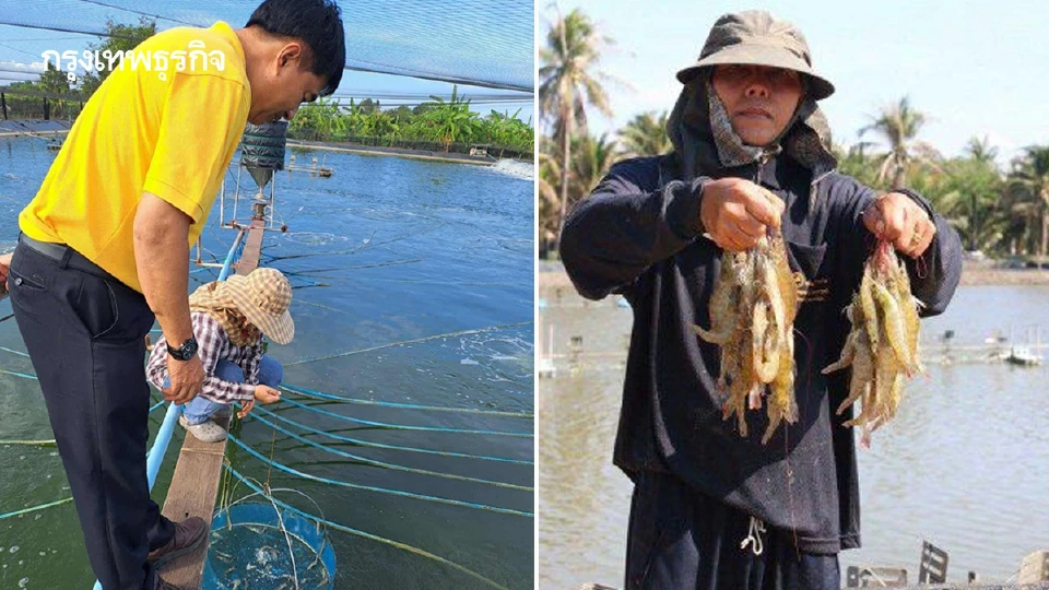 เกษตรกรสมุทรสาคร-ฉะเชิงเทรา ไขรหัส ‘ระบบพัฒนา’ สกัดศัตรูกุ้ง