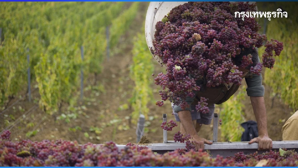 โบโฌเลส์ นูโว สีสันที่กำลังจะหายไปจากเมืองไทย