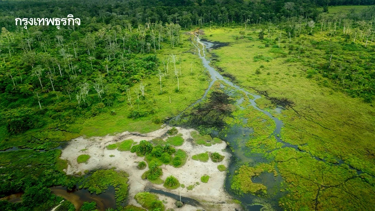 เหลือเวลา 10 ปี รักษา ‘ลุ่มน้ำคองโก’ ก่อนเสียแหล่งดูดซับคาร์บอน จากการตัดไม้ทำลายป่า
