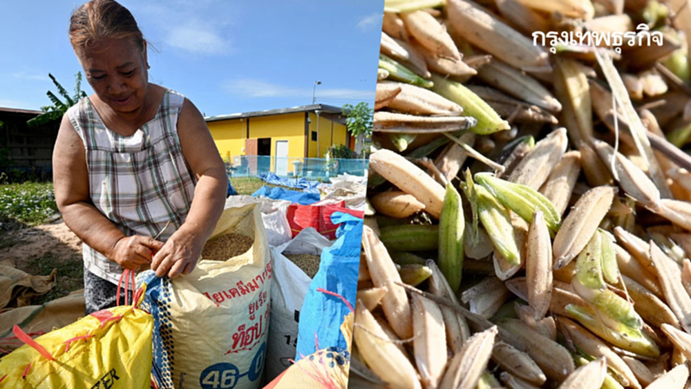 ชายแดนเดือด! ชาวนาหนองหญ้าแก้ว ยอมขาดทุน ตัดข้าวเขียว หนีปะทะซ้ำ