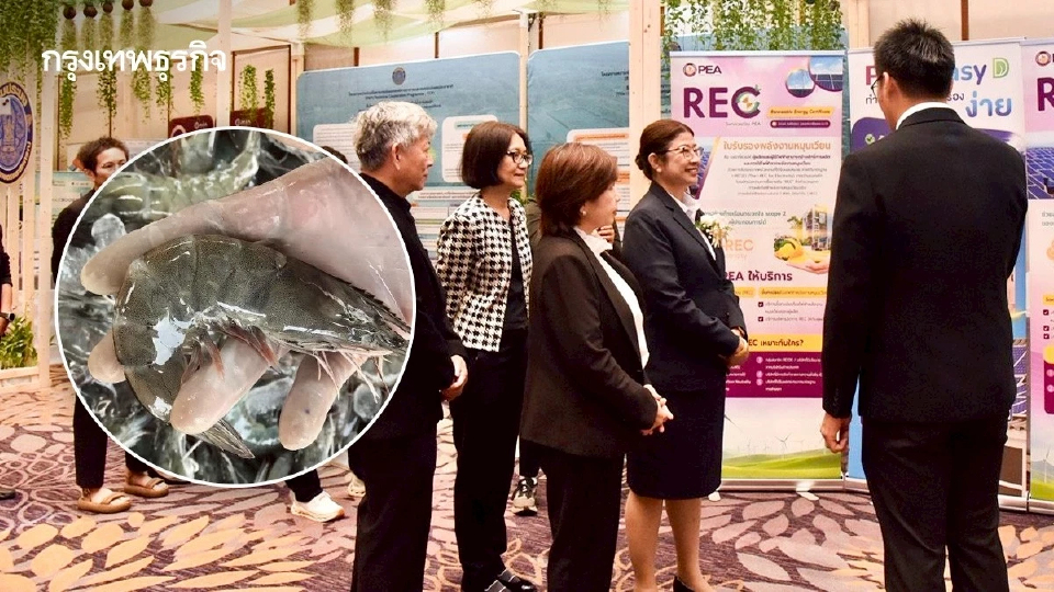 กรมประมง จับมือ FAO เดินหน้าเลี้ยงกุ้งคาร์บอนต่ำตอบโจทย์ตลาดยั่งยืน