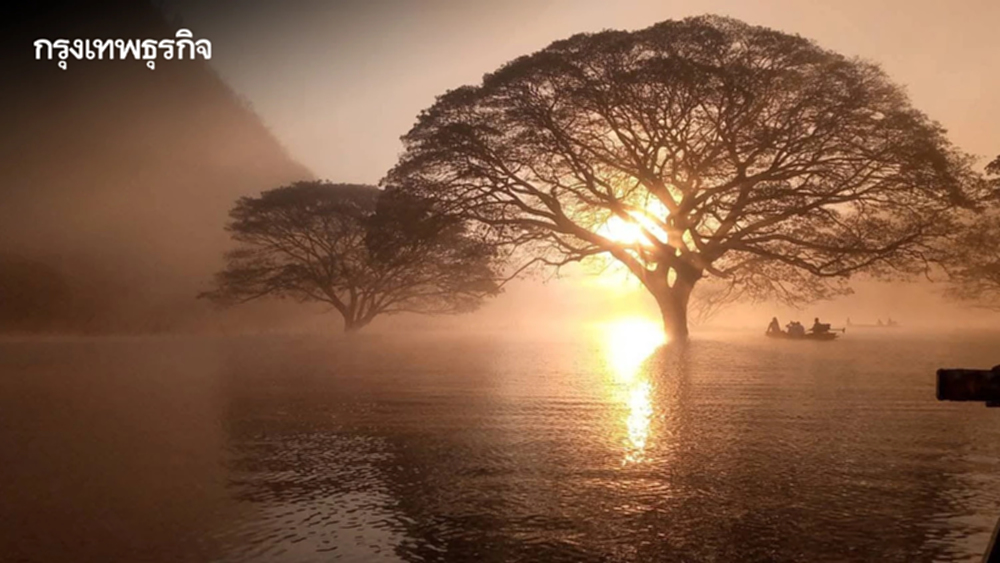 สุดอันซีน 'ต้นฉำฉากลางน้ำ' จุดเช็คอินใหม่กลางเขื่อนแม่งัดฯ เชียงใหม่