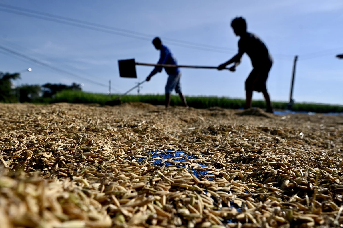 10 เดือนปี68ส่งออกข้าว6.4ล้านตัน    เข้าใกล้เป้าหมายรวม7.5ล้านตัน