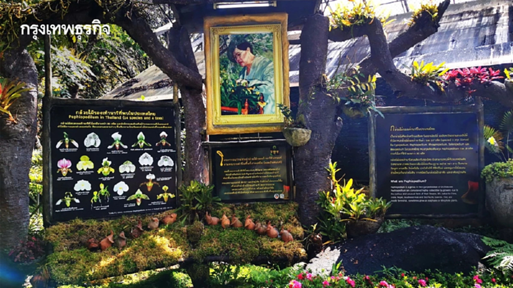 ด้วยพระบารมี... ‘รองเท้านารี’ จึงอยู่คู่ป่าไทย