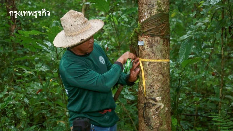 แม่ฟ้าหลวงฯ หนุนชุมชนดูแลป่า สร้างคาร์บอนเครดิต ต้นไม้สมบูรณ์–คนมีรายได้