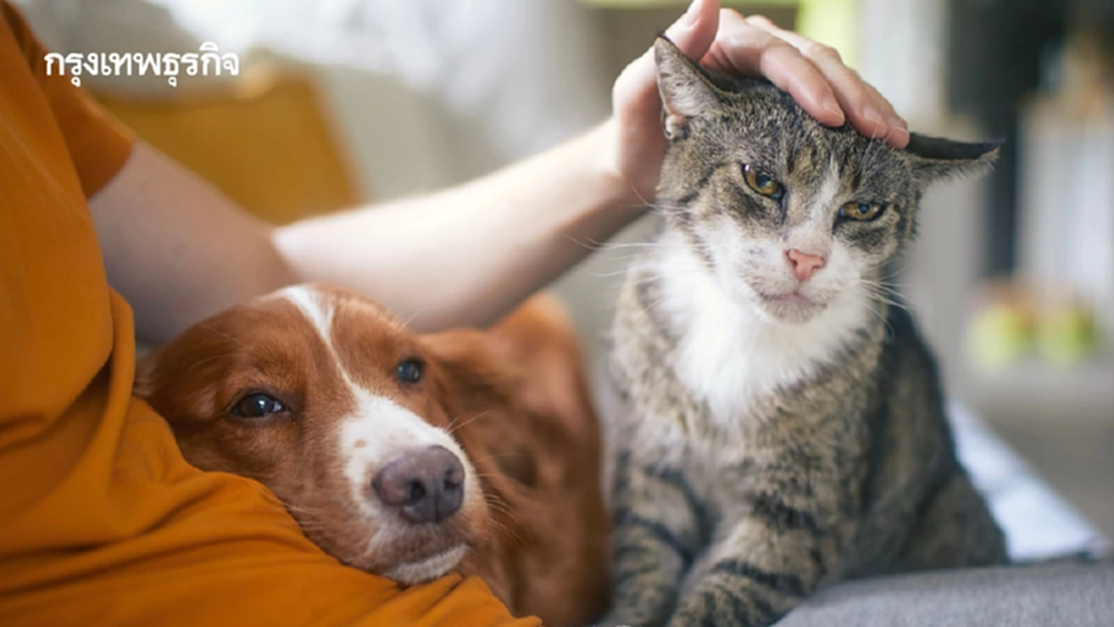 กรมควบคุมโรคเตือน เลี้ยง ‘หมา-แมว’ ระวัง! ‘SFTS’  ปีนี้เจอ 3 ราย เสียชีวิตทั้งหมด