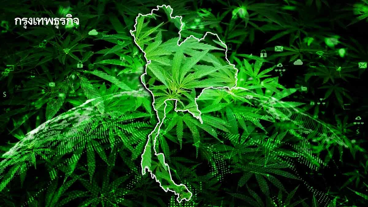 แผน 5 ปีไทยเป็นศูนย์กลางกัญชงอาเซียน ดัน New S-Curve สู่เศรษฐกิจมูลค่าสูง