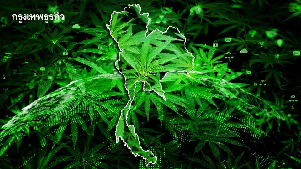 แผน 5 ปีไทยเป็นศูนย์กลางกัญชงอาเซียน ดัน New S-Curve สู่เศรษฐกิจมูลค่าสูง