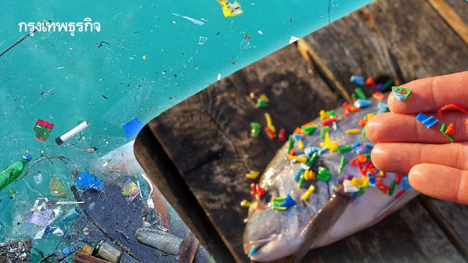 ‘เศษพลาสติก’ เท่าน้ำตาลก้อนก็ฆ่าสัตว์ได้ ทิ่มแทง-ขวางลำไส้ อดอาหารจนตาย