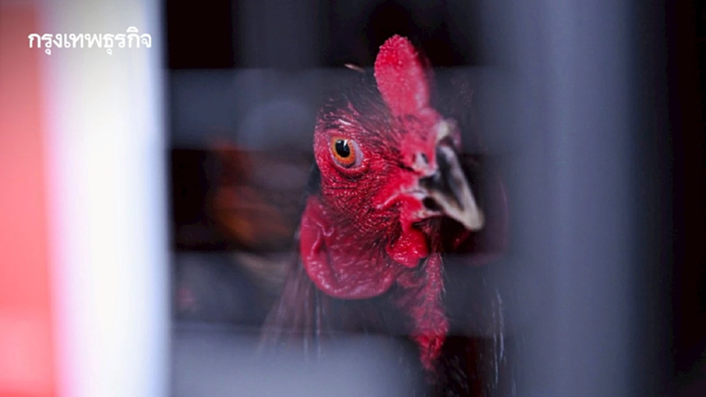 ไทยส่งไก่‘ Ayam Bangkok’ ไปอินโดนีเซียต่อเนื่อง มูลค่าสะสมกว่า 50 ล้านบาท