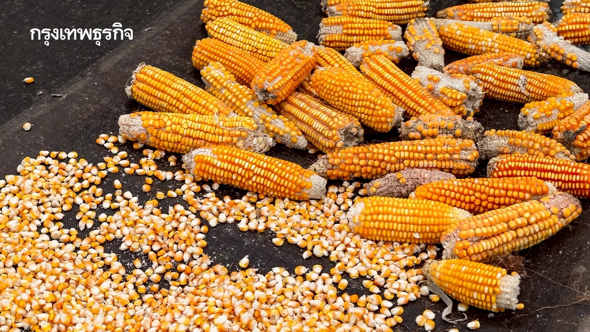 ครม. เคาะแล้ว! มาตรการใหม่ นำเข้าข้าวโพดเลี้ยงสัตว์ ปี 2569