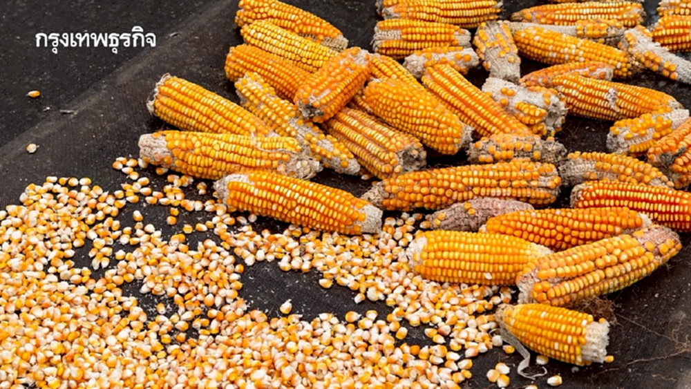 ครม. เคาะแล้ว! มาตรการใหม่ นำเข้าข้าวโพดเลี้ยงสัตว์ ปี 2569