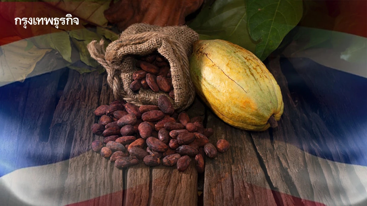ทำไมเมล็ดโกโก้ไทยยังเป็นแค่ ‘มวยรอง’ ในตลาดโลก ?