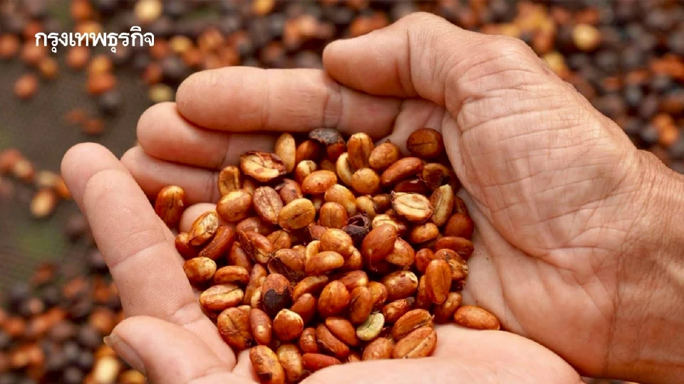 เกษตรฯ เปิดนำเข้า'กาแฟ'  รวม 1.54 แสนตัน ตามข้อตกลงอาฟต้า