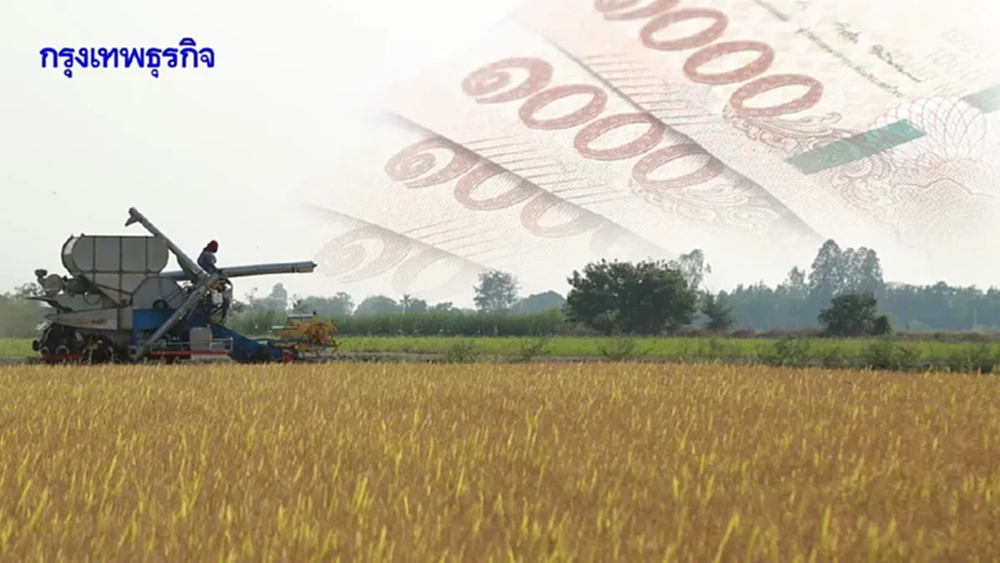 นบข. จ่ายไร่ละ 2,000 บาท ‘โครงการดูดซับข้าวนาปี’ ปลูกพืชอื่นแทนทำนาปรัง