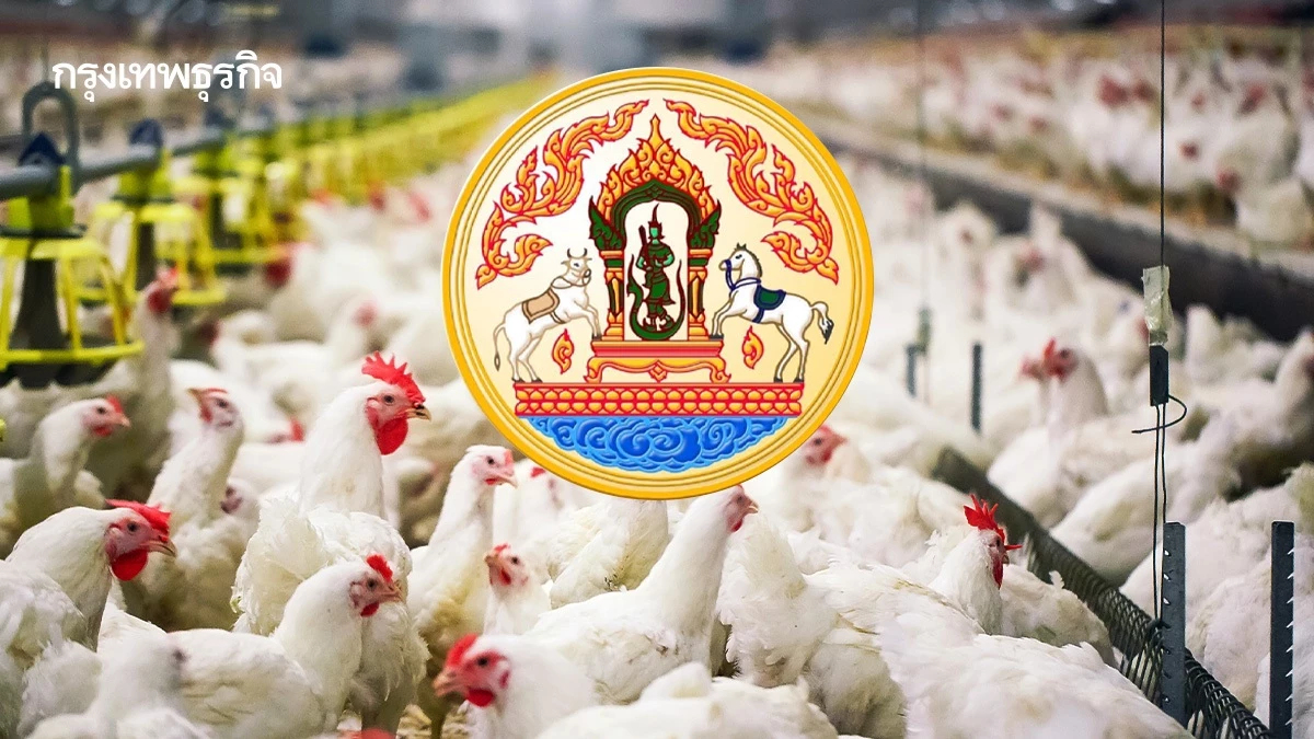 เสี่ยงสูง! กรมปศุสัตว์ เตือน 3 โรคระบาดสัตว์ปีก ช่วงอากาศเปลี่ยน