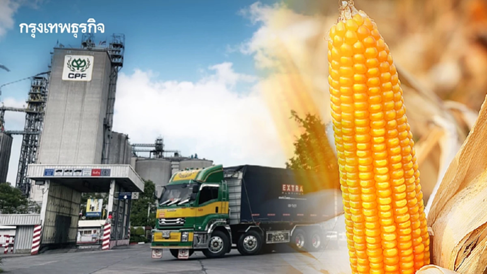 ซีพีเอฟ เลือกซื้อข้าวโพดในประเทศเป็นหลัก ขาดแคลนค่อยนำเข้า