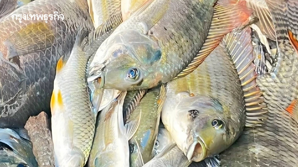 กรมประมง เผยผลสำรวจปลาหมอคางดำลดลงชัดเจน สะท้อนผลสำเร็จมาตรการบูรณาการทั่วประเทศ