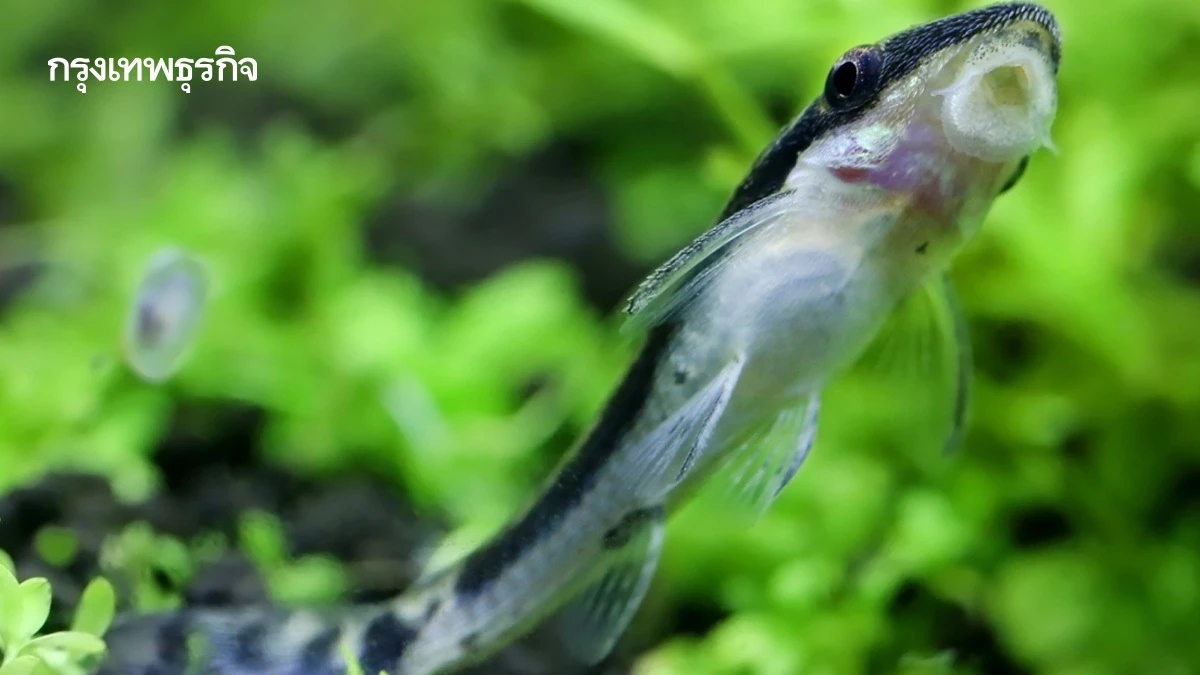 ความจริงของ “ปลาซัคเกอร์” เส้นทางจากปลาตู้ สู่ภัยเงียบของระบบนิเวศ