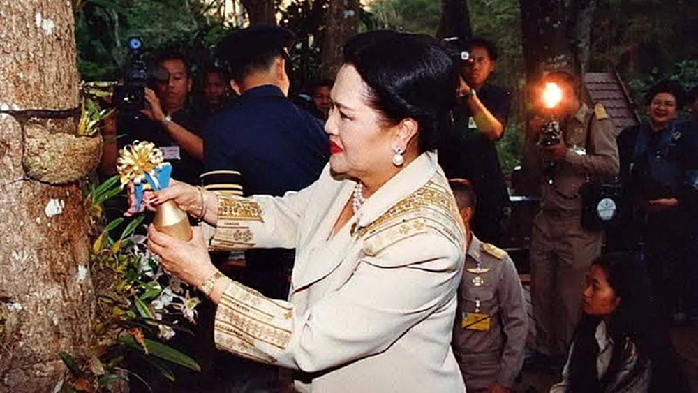 ชมความงดงาม 'นิมมานรดี' กล้วยไม้ป่านามพระราชทาน 'สมเด็จพระพันปีหลวง'