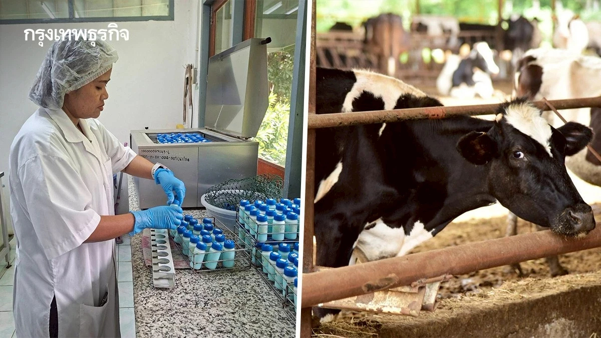 น้ำนมโคสดไทยปลอดภัยทุกหยด คุมเข้มตั้งแต่ฟาร์มถึงผู้บริโภค