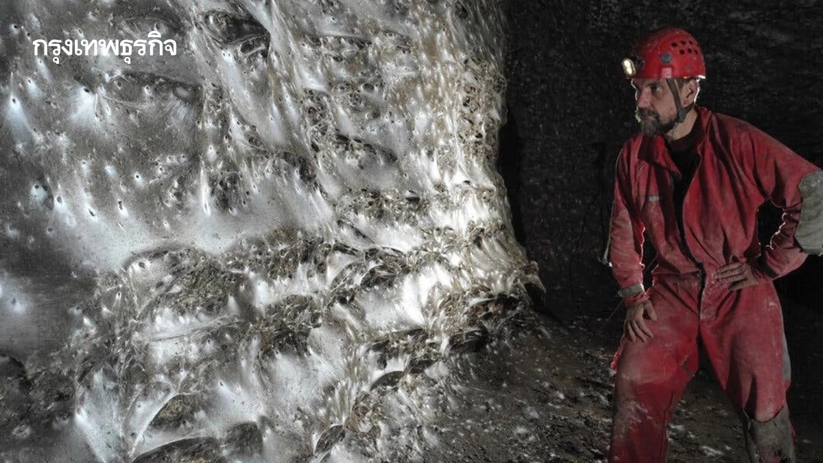 พบ ‘ใยแมงมุม’ ใหญ่ที่สุดในโลกขนาด 106 ตร.ม. แมงมุมสองสายพันธุ์อาศัยรวมกันนับแสนตัว