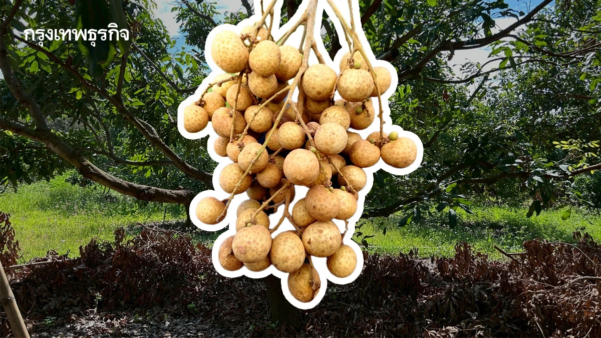 เกษตรฯเริ่ม ‘พัฒนาสวนลำไยคุณภาพ’ จ่ายไร่ละ 1,000 บาท ไม่เกิน 10 ไร่