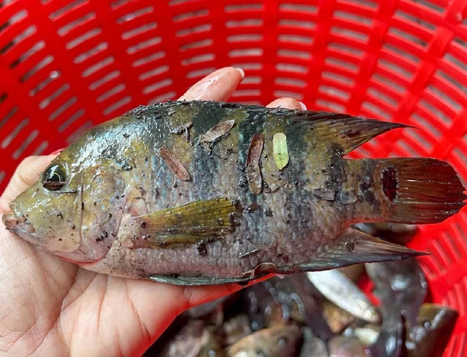 นำเข้า 'ปลาต่างถิ่น' ไร้การควบคุม ต้นตอผลกระทบสิ่งแวดล้อม