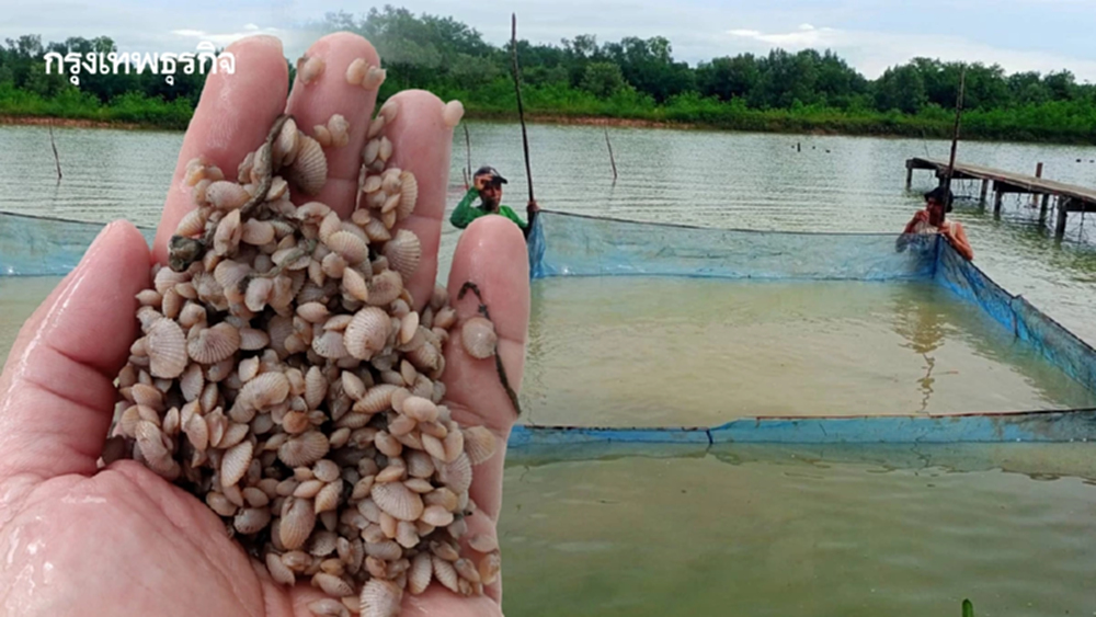กรมประมง ปลดล็อกเทคนิคการเพาะเลี้ยง “หอยแครง” สำเร็จ เล็งยอดสู่เชิงพาณิชย์