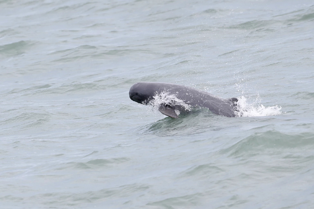 ‘เวิล์ดแบงก์’ หนุนแหล่งเงินกู้‘คมนาคม’  ‘สะพานข้ามทะเล-อนุรักษ์โลมาอิรวดี’