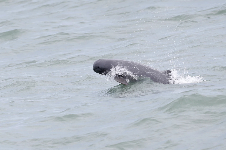 ‘เวิล์ดแบงก์’ หนุนแหล่งเงินกู้‘คมนาคม’ ‘สะพานข้ามทะเล-อนุรักษ์โลมาอิรวดี’