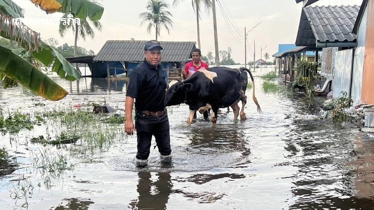 ปศุสัตว์ เปิดเกณฑ์เยียวยาความเสียหายปศุสัตว์ 9 จว.ภาคใต้ ส่งทีมสัตวแพทย์ลงพื้นที่
