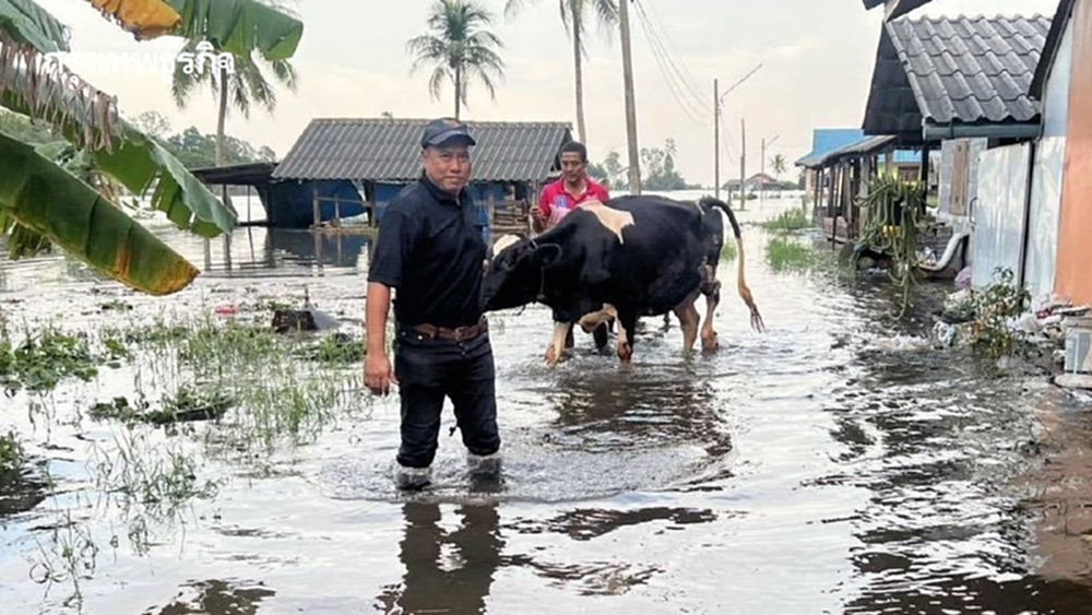ปศุสัตว์ เปิดเกณฑ์เยียวยาความเสียหายปศุสัตว์ 9 จว.ภาคใต้ ส่งทีมสัตวแพทย์ลงพื้นที่