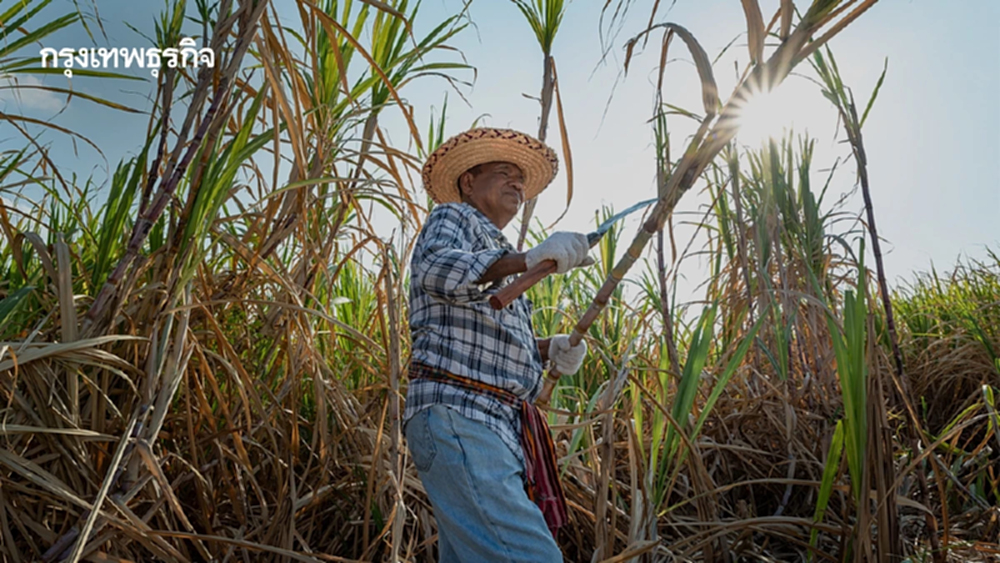 ครม. ไฟเขียว ขยายเวลาช่วย 'ชาวไร่อ้อย' ตัดสด 100% ถึง 31 ธ.ค. 68