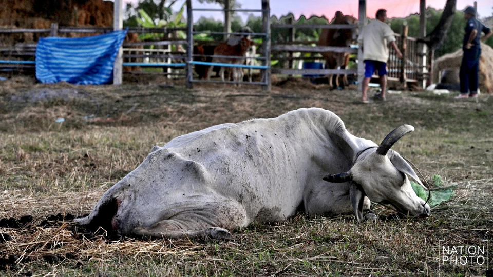 สะเทือนใจ วัวช็อกเสียงปืนใหญ่เขมร พลัดตกบ่อน้ำบาดเจ็บ ทนทรมาน 9 วันก่อนตาย