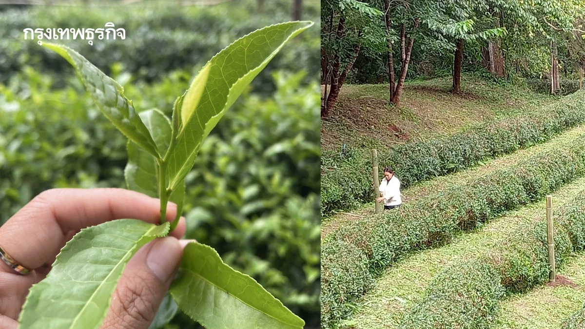 แนะปลูก ชาเขียวพันธุ์ใหม่  ‘กวก.เชียงใหม่ 1 ’ หอม กลมกล่อม