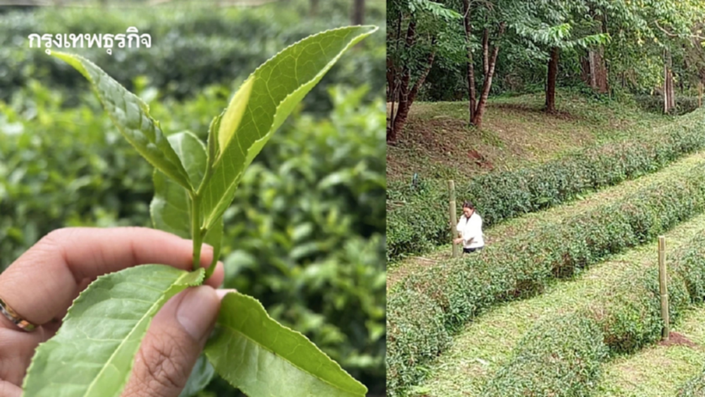 แนะปลูก ชาเขียวพันธุ์ใหม่  ‘กวก.เชียงใหม่ 1 ’ หอม กลมกล่อม