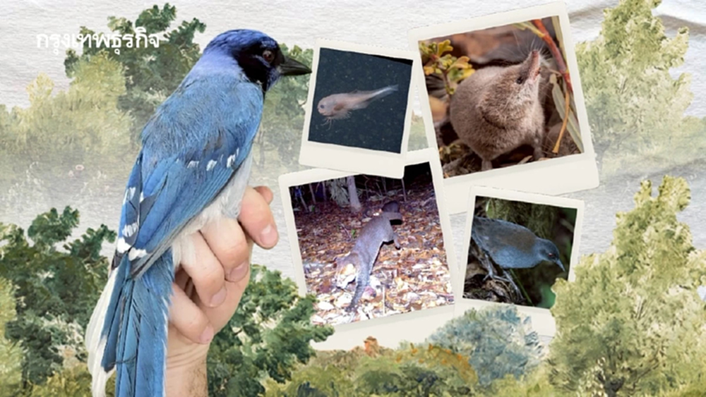 10 เหตุการณ์การพบสัตว์หายาก  สิ่งมีชีวิตชนิดใหม่ในรอบปี 2025