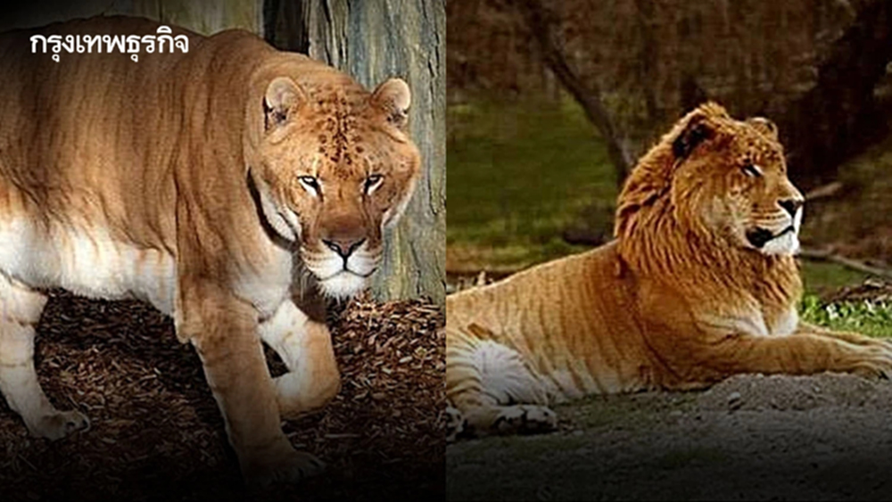 คุมเข้ม “ไลเกอร์-ไทกอน” กำหนดเป็นสัตว์ป่าควบคุม ต้องแจ้งการครอบครอง