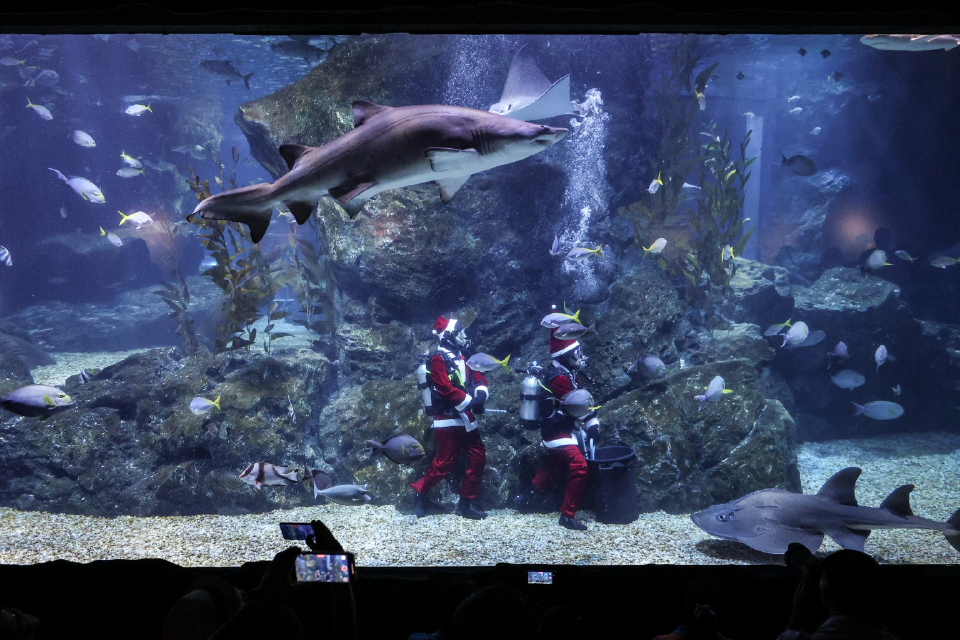 SEA LIFE Bangkok มอบของขวัญในเทศกาลความสุข กับ Santa Dive and Christmas Carol