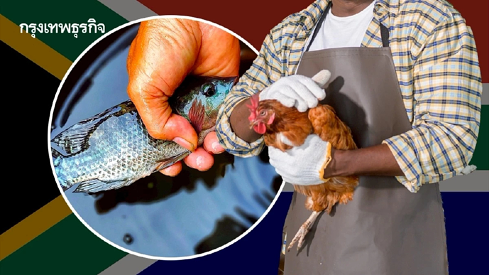 อนาคตอาหารแอฟริกา 'เลี้ยงไก่-สัตว์น้ำ' สร้างเศรษฐกิจให้คนรุ่นใหม่