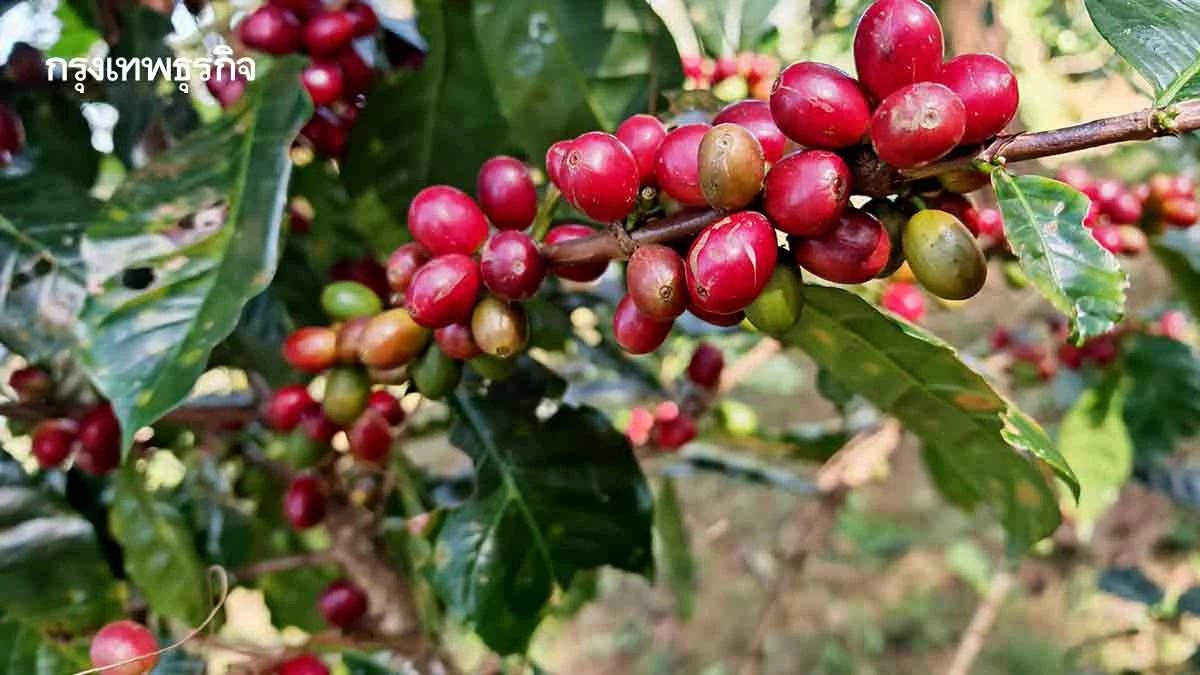 แผนปฏิบัติการด้านกาแฟ พ.ศ.2569–2572 ดึงเกษตรกร12,000ครัวเรือนพร้อมรับกฎEUDR
