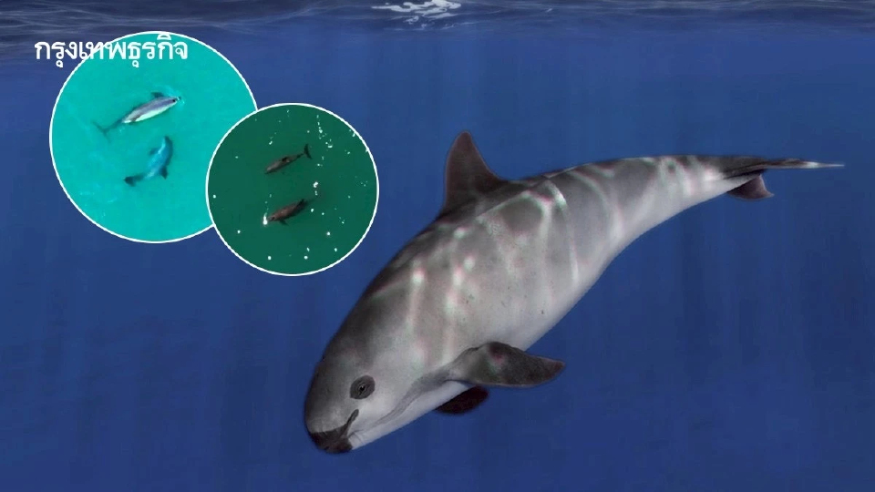 พบ ‘วาคีตา’ เกิดใหม่ ต่อลมหายใจสัตว์ใกล้สูญพันธุ์ที่สุดในโลก