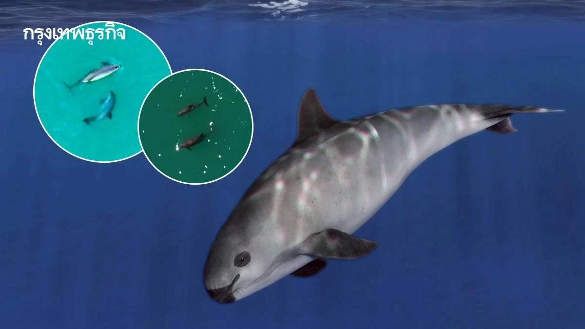 พบ ‘วาคีตา’ เกิดใหม่ ต่อลมหายใจสัตว์ใกล้สูญพันธุ์ที่สุดในโลก