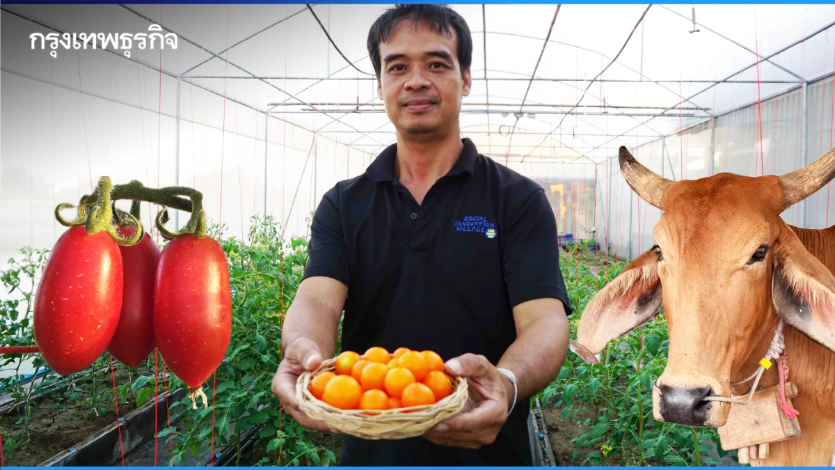 พลิกฟื้นเศรษฐกิจ 'ร้อยเอ็ด' ด้วย 'มะเขือเทศ' V-PROMPT- 'โคเนื้อ' KULA BEEF